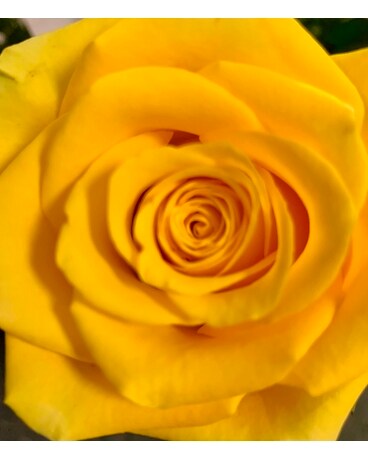 Yellow size, inches height and inches wide.