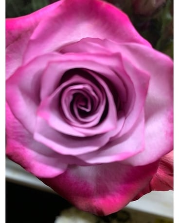 Lavender size, inches height and inches wide.