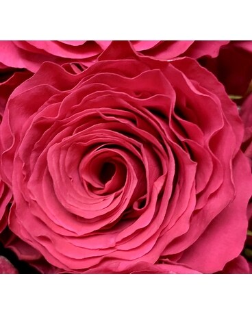 Hot Pink size, inches height and inches wide.