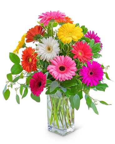 Deluxe Dozen Dashing Gerberas size, inches height and inches wide.