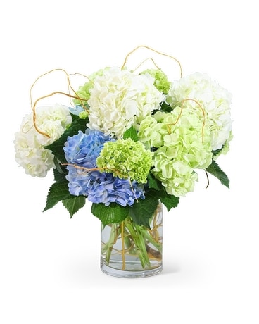 Deluxe Hello, Hydrangea size, inches height and inches wide.