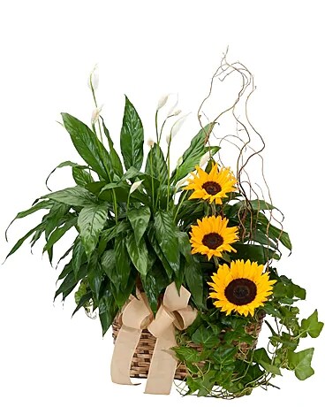 As Shown (Deluxe) size, inches height and inches wide.