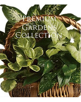 Premium Deluxe size, inches height and inches wide.