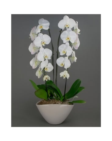 Double Stem size, inches height and inches wide.