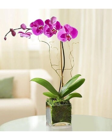 Purple Orchid size, inches height and inches wide.