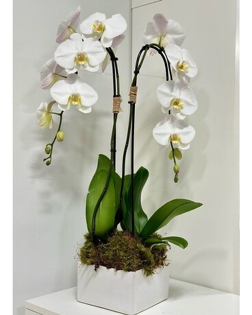 White Orchids size, inches height and inches wide.