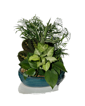 Medium Dish Garden size, inches height and inches wide.
