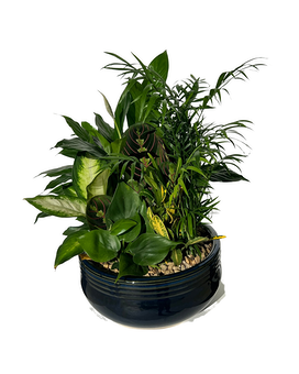 Large Dish Garden size, inches height and inches wide.