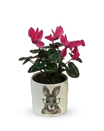 Small pot only size, inches height and inches wide.