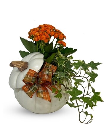 As Shown - White Pumpkin size, inches height and inches wide.