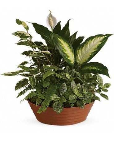 Standard size, 15 inches height and 14.50 inches wide.