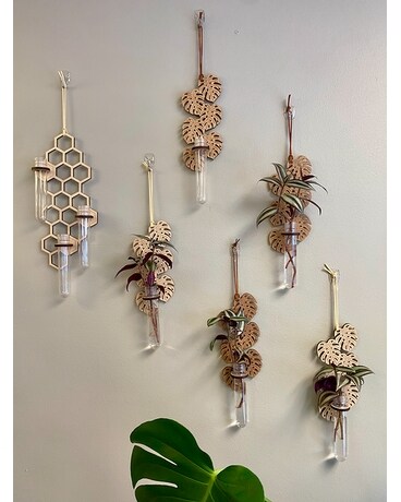 Blonde Monstera - 1 Tube size, inches height and inches wide.