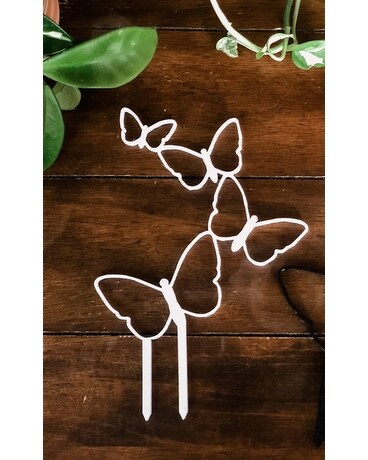 Butterfly size, inches height and inches wide.