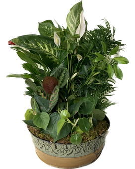 X-LARGE 14" size, inches height and inches wide.