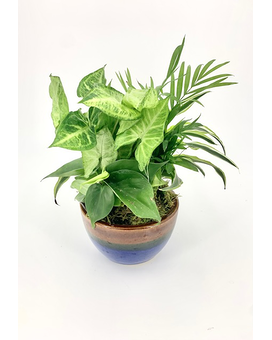 SMALL 6" size, inches height and inches wide.