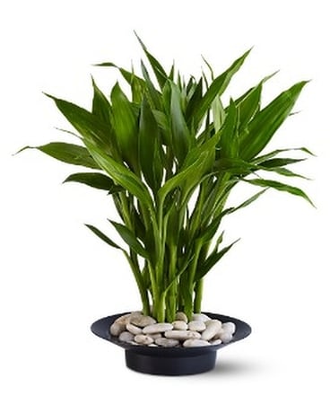 As Shown size, inches height and inches wide.