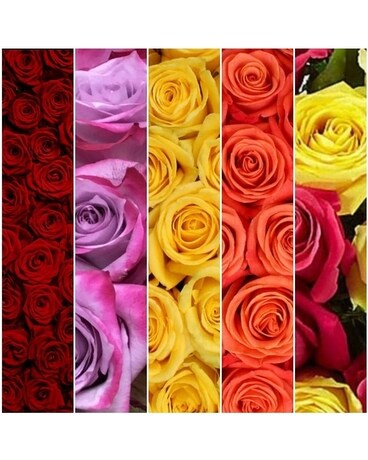 6 Orange Roses size, inches height and inches wide.