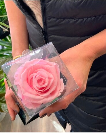 PINK size, inches height and inches wide.