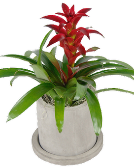 Red size, 25 inches height and 10 inches wide.