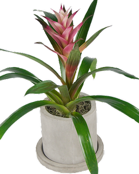Pink size, inches height and inches wide.