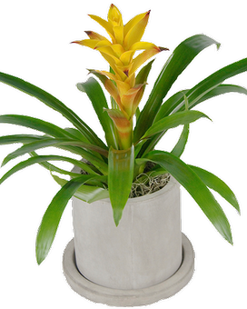 Yellow size, inches height and inches wide.
