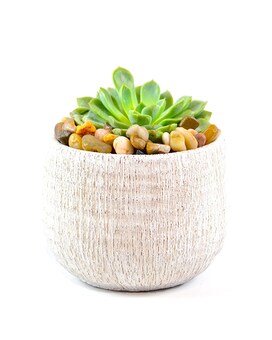 Solo size, inches height and inches wide.