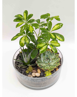 Standard size, 6 inches height and 8 inches wide.