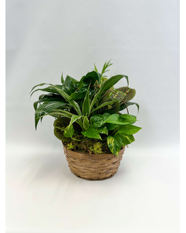 Simply Serene size, 12 inches height and 12 inches wide.