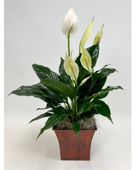 As Shown size, 25 inches height and 14 inches wide.