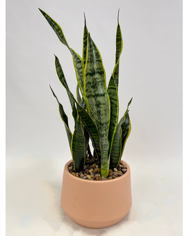 Standard size, 24 inches height and 9 inches wide.