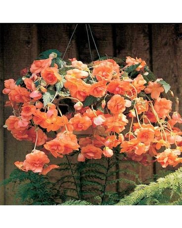 Hanging Begonia Plant