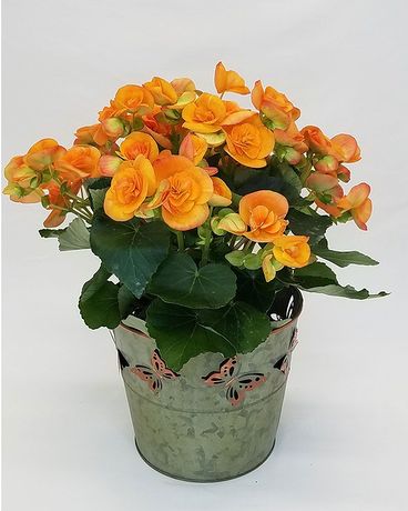 Rieger Begonia Plant