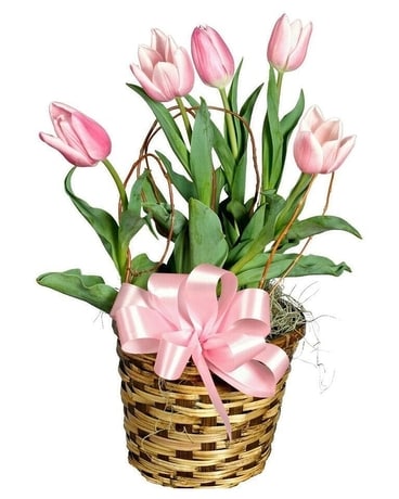 Tulip Plant Plant