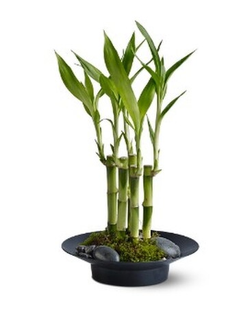Standard size, inches height and inches wide.