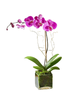 Single Stem Purple (Vase May Vary) size, inches height and inches wide.