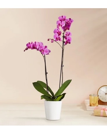 Purple - Double size, inches height and inches wide.