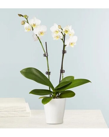 White - Double size, inches height and inches wide.