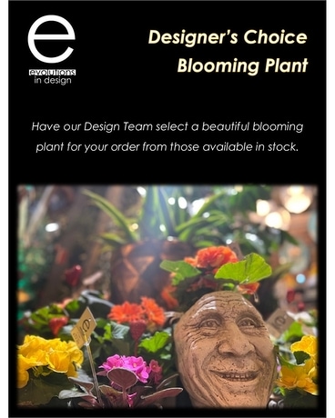 Small Blooming Plant size, inches height and inches wide.