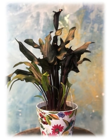 Plant in Container size, inches height and inches wide.