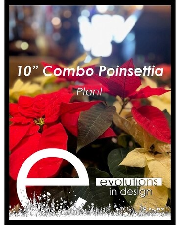 10" Combo Plant size, inches height and inches wide.