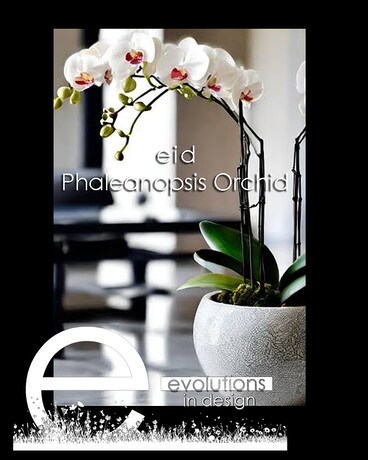 Orchid in ceramic pot size, inches height and inches wide.