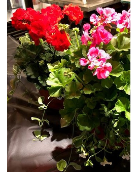 10in Premium/Geranium size, inches height and inches wide.
