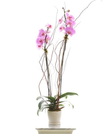 Single Plant size, inches height and inches wide.