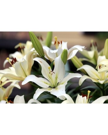 Lilies in a Vase size, inches height and inches wide.