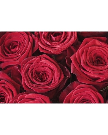 12 Red Roses (roses only) size, inches height and inches wide.