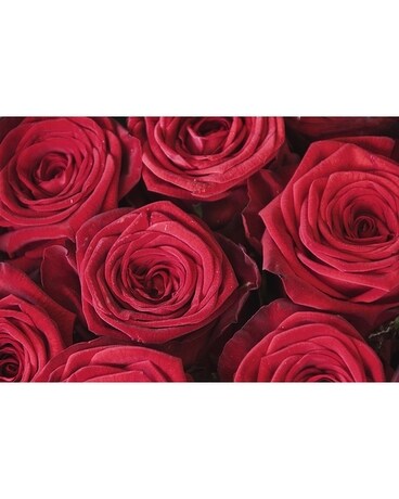 12 Red Roses (greens + fill) size, inches height and inches wide.