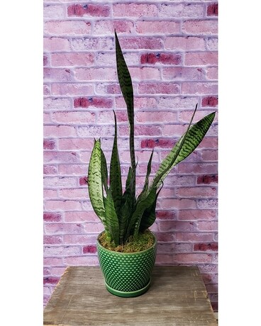 Standard size, inches height and 6 inches wide.