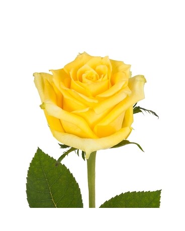 Yellow size, inches height and inches wide.