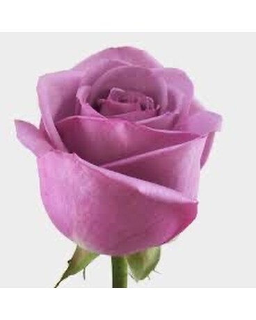Lavender size, inches height and inches wide.