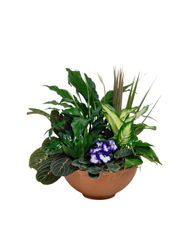 As Shown--10 inch pot size, 18 inches height and 14 inches wide.